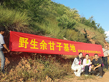 求本植物余甘子基地