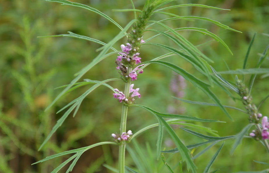 益母草簡(jiǎn)介